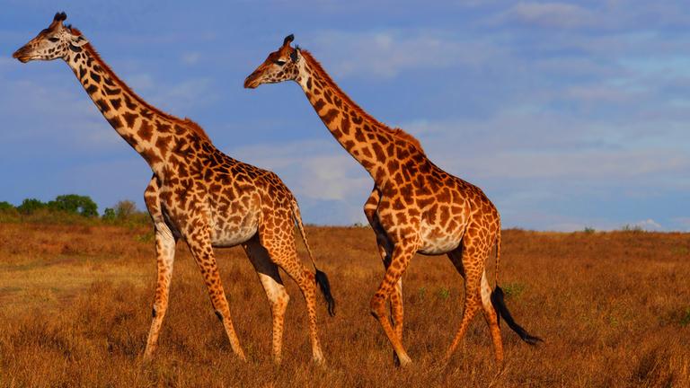 Massai-Giraffen