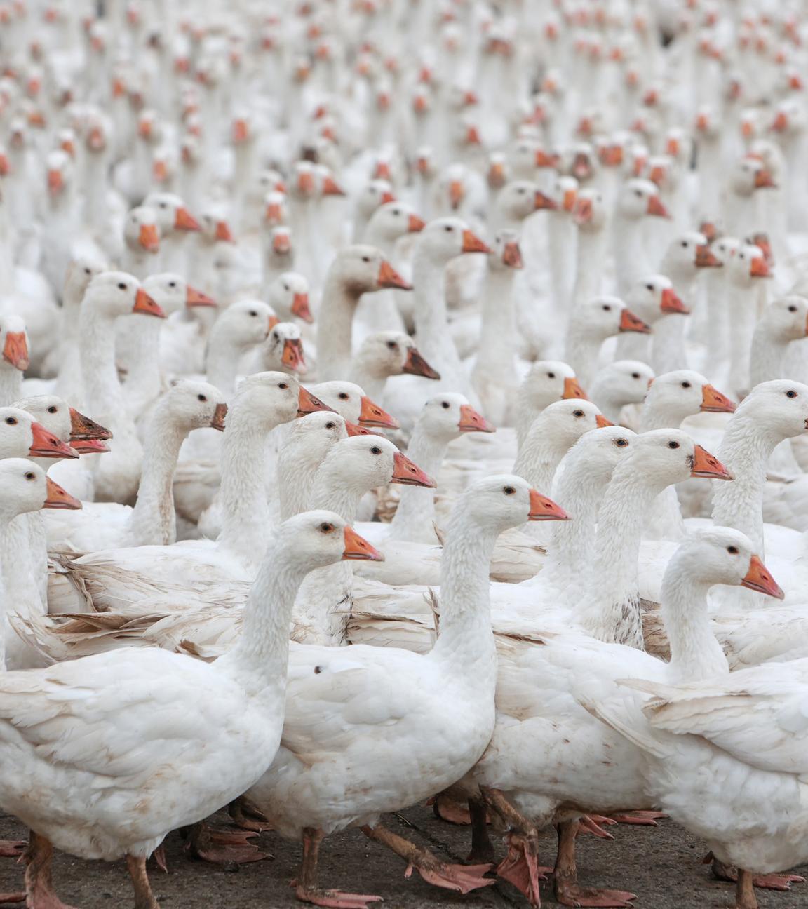 Symbolbild: Gänse stehen auf einer Weide im Nordharz bei Veckenstedt.  