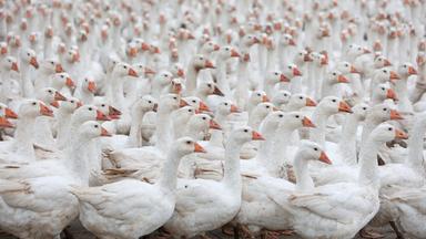 Symbolbild: Gänse stehen auf einer Weide im Nordharz bei Veckenstedt.  