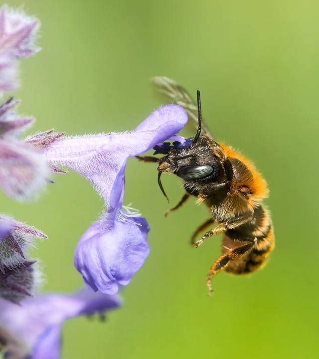 Eine Rostrote Mauerbiene fliegt an eine Pflanzenblüte.