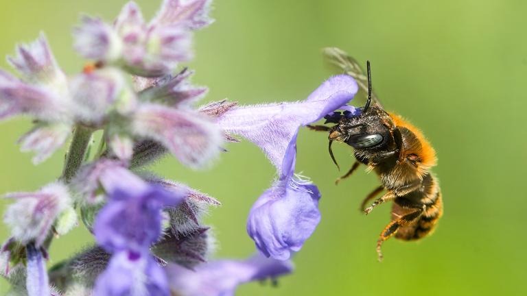 Eine Rostrote Mauerbiene fliegt an eine Pflanzenblüte.