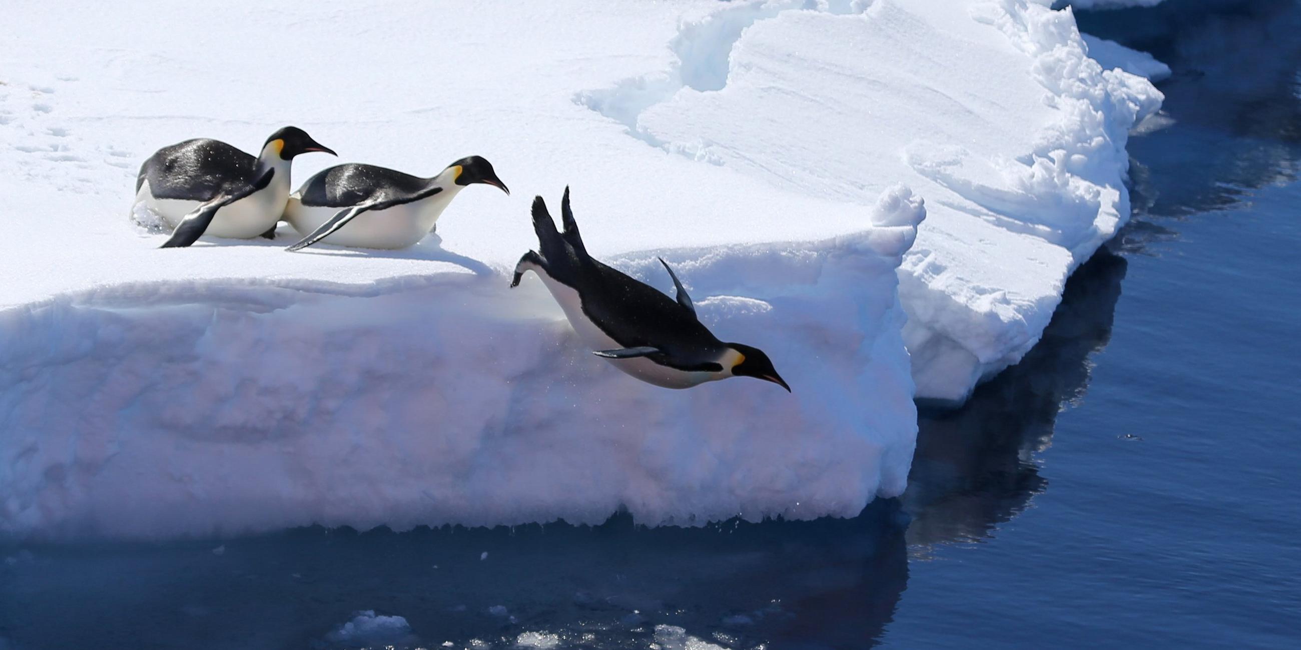 Pinguine in der Antarktis