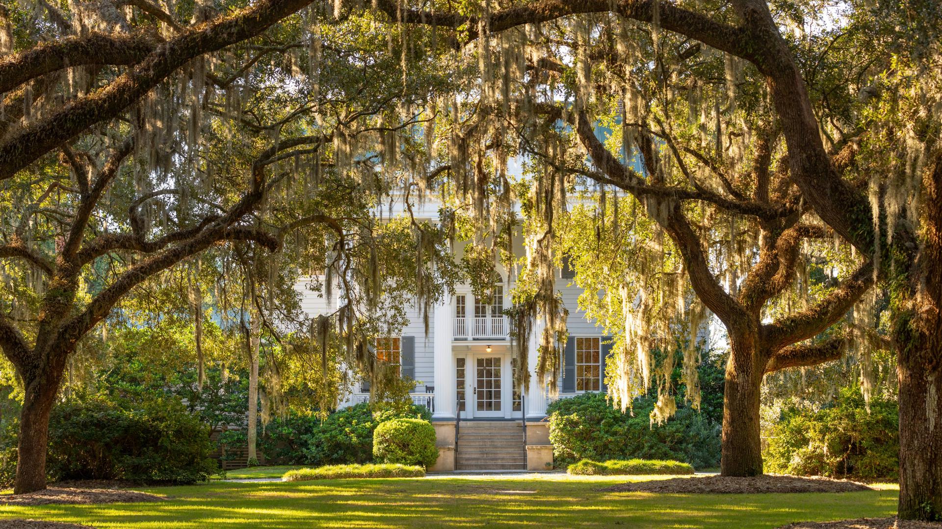 Trauerweiden auf einer Wiese vor einem weißen Haus auf der McLeod Plantation, Charleston.