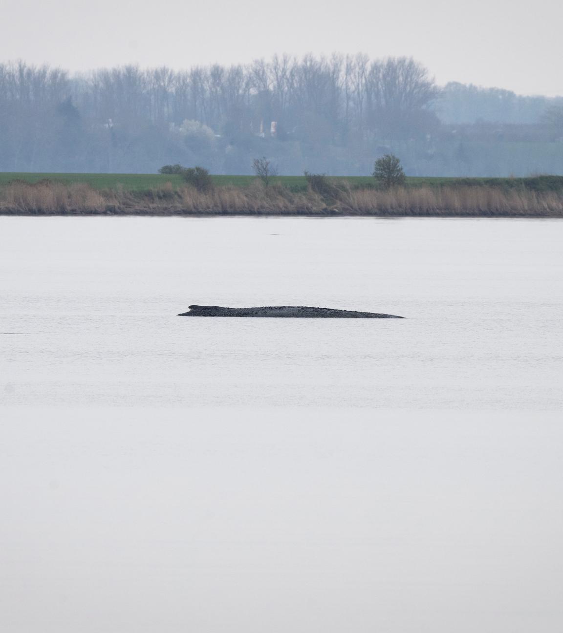 Mecklenburg-Vorpommern, Wismar: Der Buckelwal liegt weiterhin vor der Insel Poel.