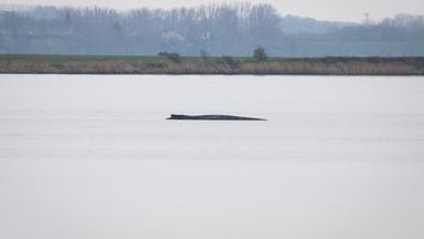 Mecklenburg-Vorpommern, Wismar: Der Buckelwal liegt weiterhin vor der Insel Poel.