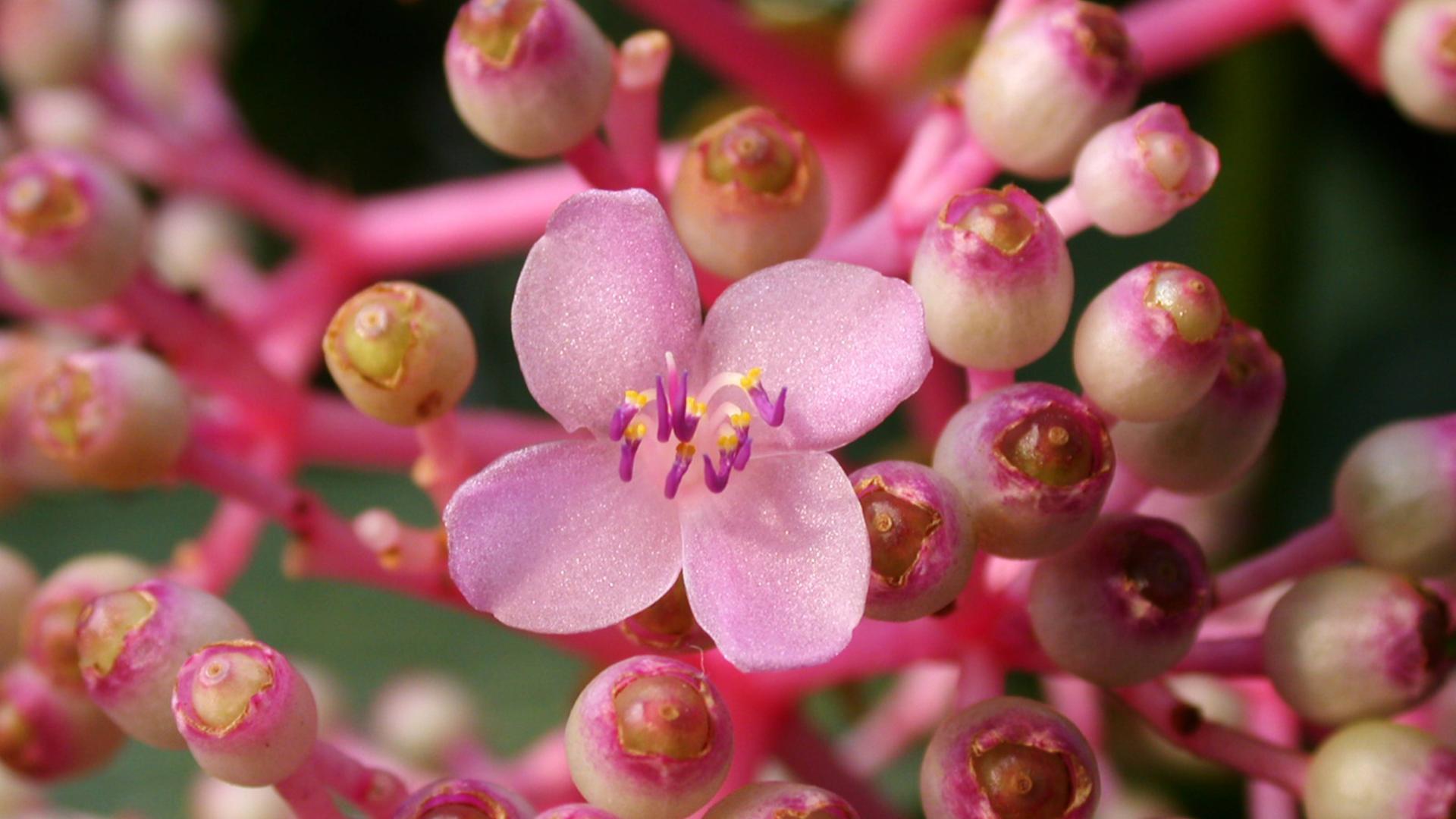 Medinilla
