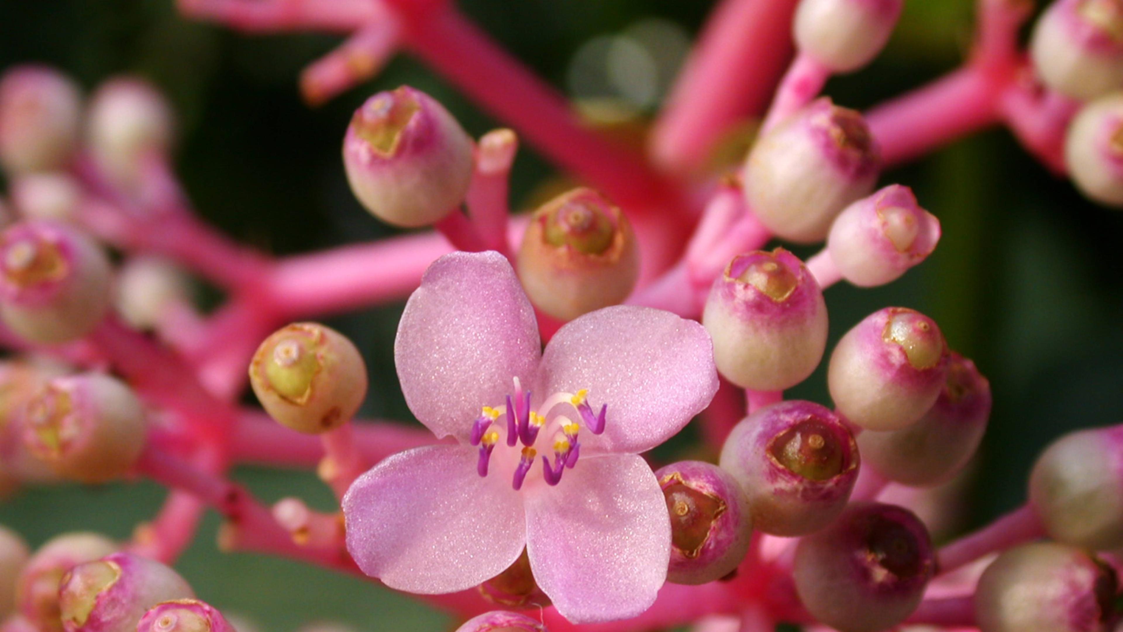 Medinilla