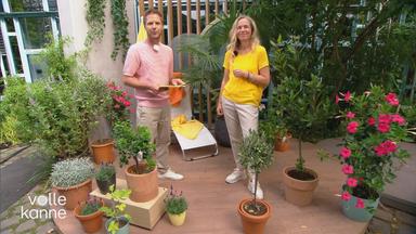 Mediterrane Pflanzen für Garten und Balkon