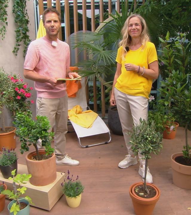 Mediterrane Pflanzen für Garten und Balkon