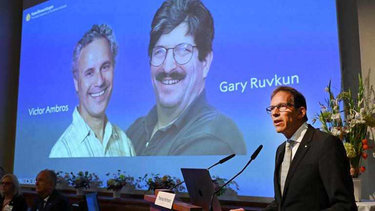 Das Bild der diesjährigen Preisträger Victor Ambros und Gary Ruvkum während der Bekanntgabe der Gewinner des Nobelpreis für Medizin