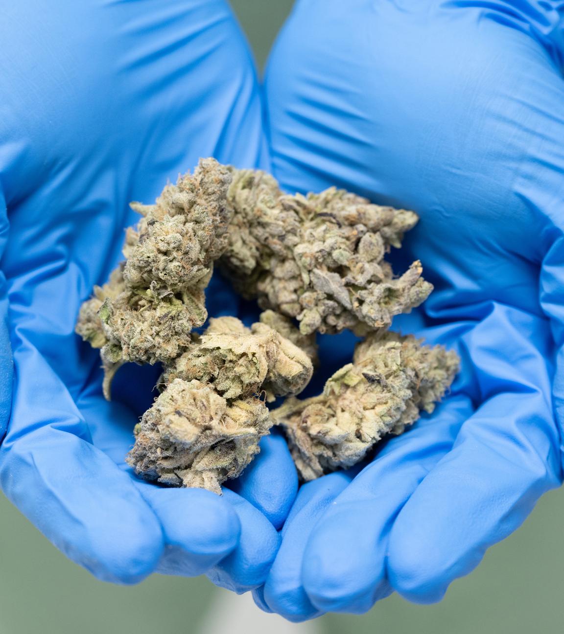 Symbolbild: In einem Labor werden getrocknete Hanfblüten in den Händen gehalten