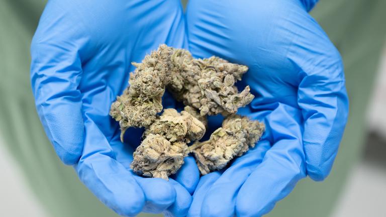 Symbolbild: In einem Labor werden getrocknete Hanfblüten in den Händen gehalten