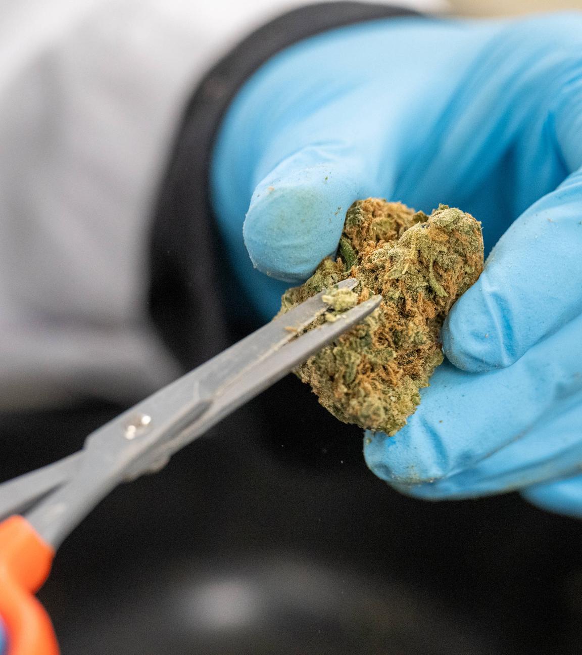 Symbolbild: die manuelle Verarbeitung von Cannabis.in einem Labor
