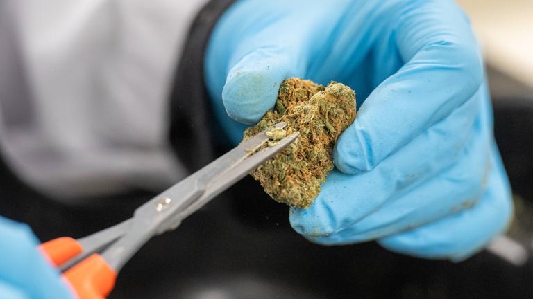 Symbolbild: die manuelle Verarbeitung von Cannabis.in einem Labor