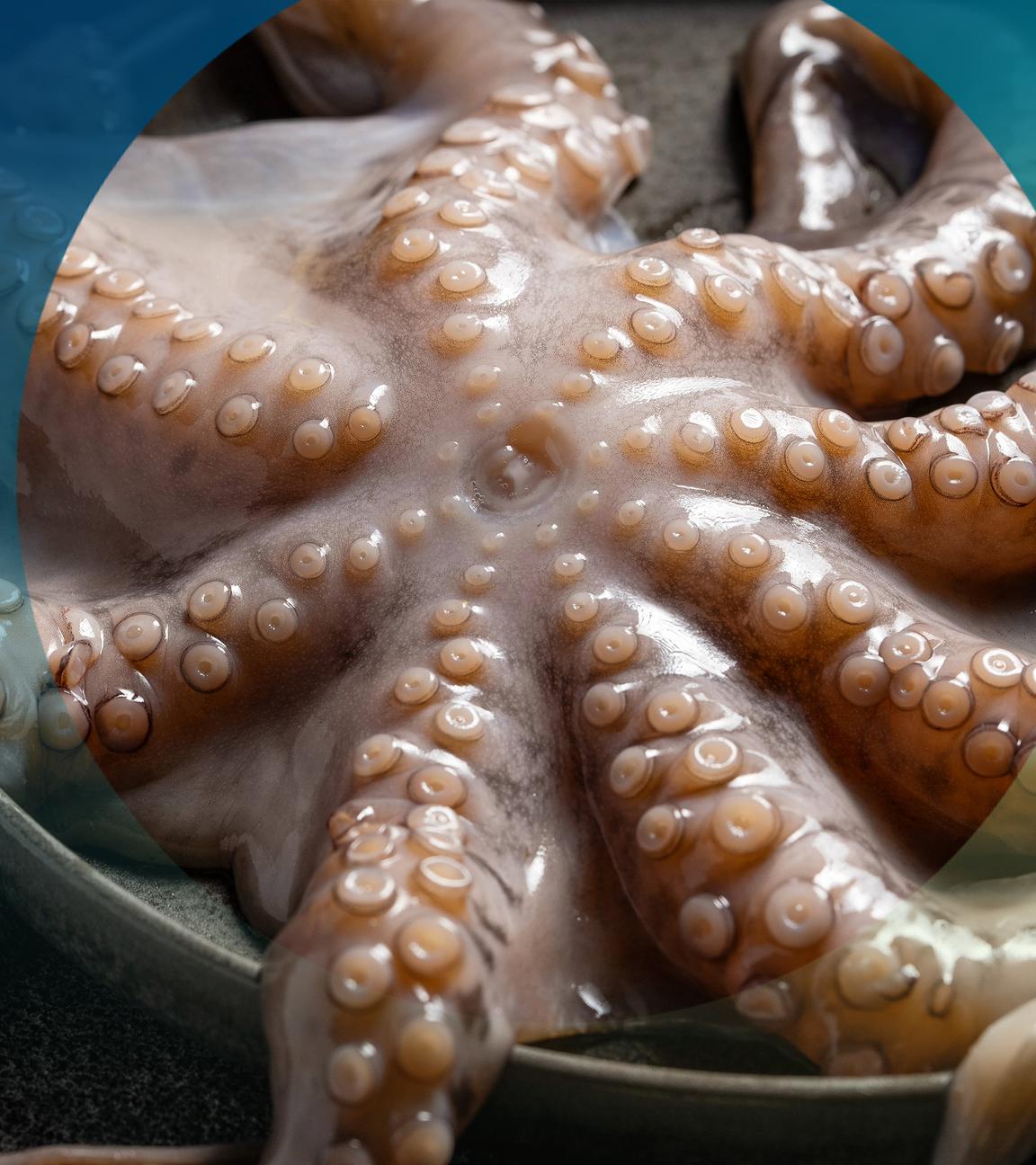 Ganzer Oktopus auf einem Teller