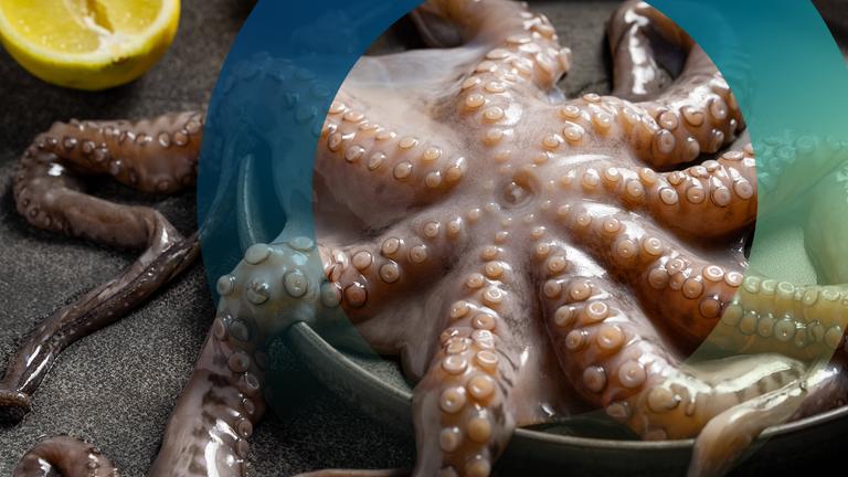 Ganzer Oktopus auf einem Teller