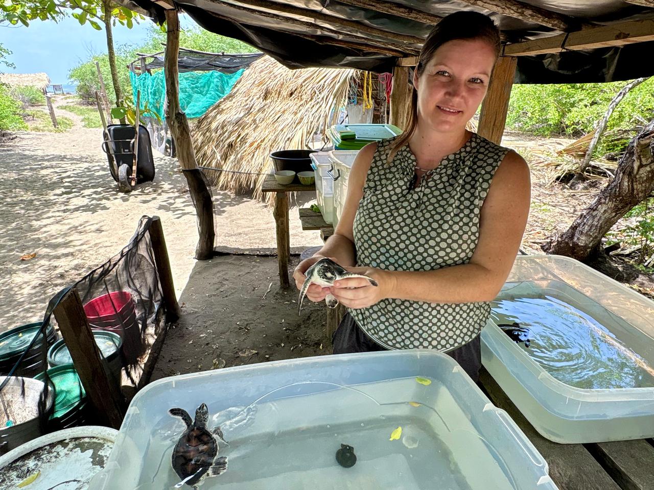 Eine Frau steht unter einem Holzgerüst zwischen einigen Wasserbecken mit Babyschildkröten. Eine hält sie in der Händen.