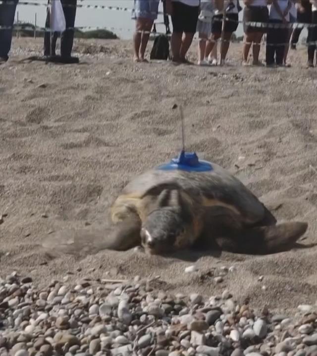 Meeresschildkröte mit Sender auf dem Panzer am Strand