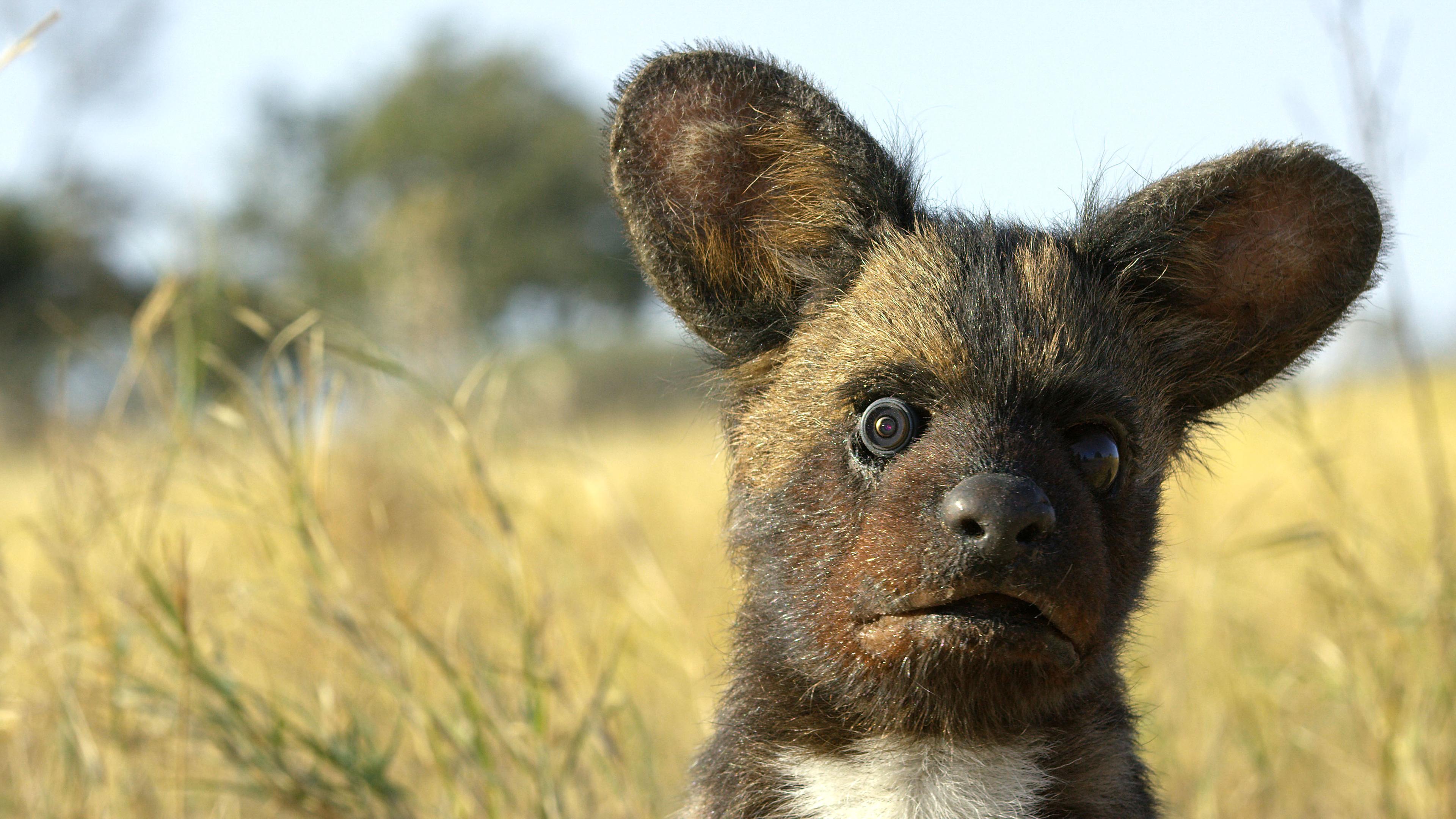 Wildhund-Welpen-Animatronik