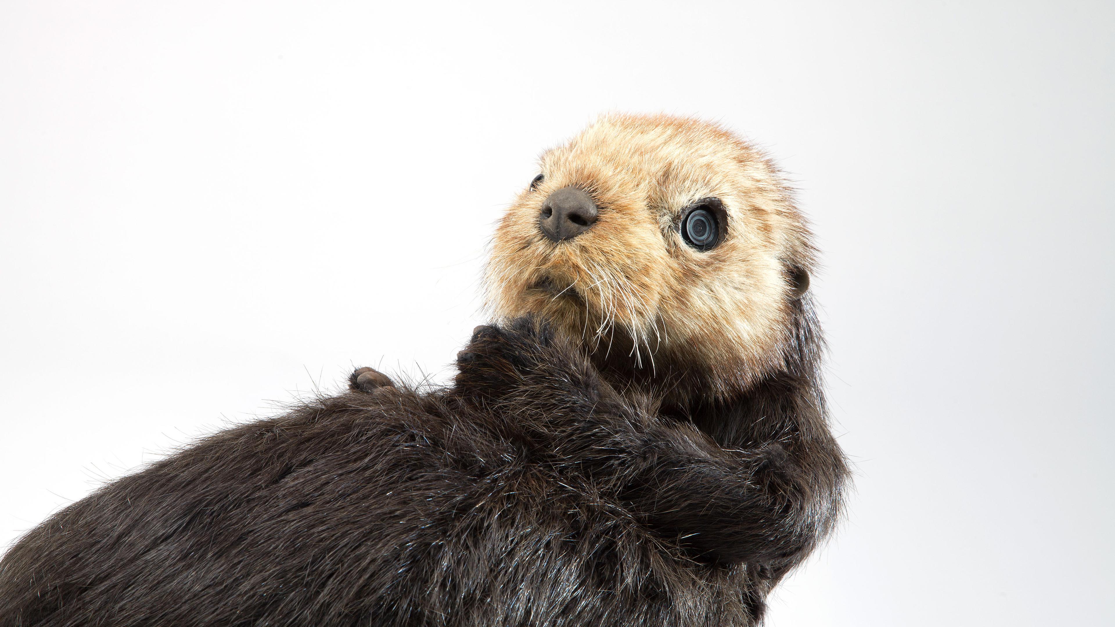 Animatronik-Otter