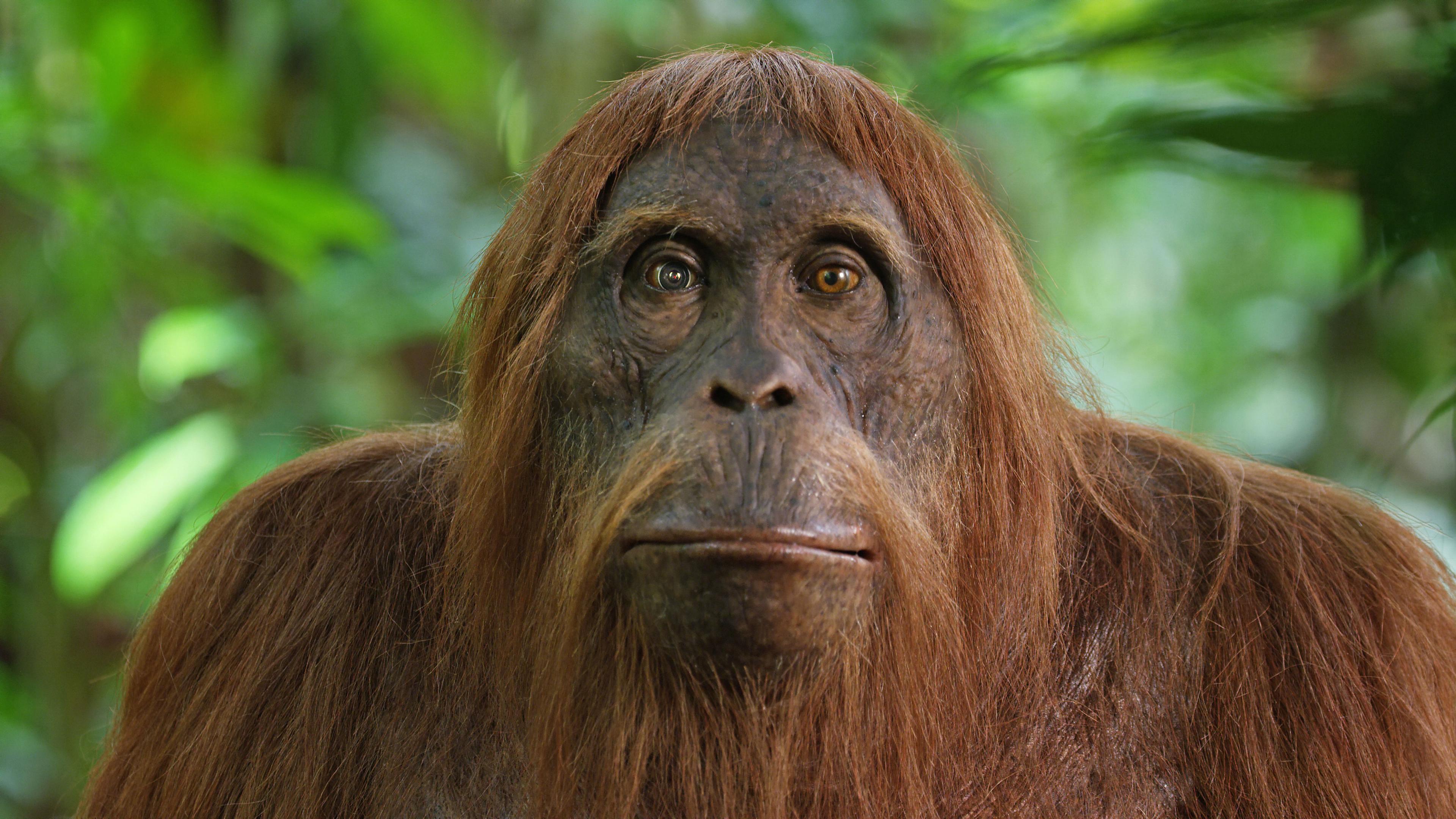 Orang-Utan-Animatronik