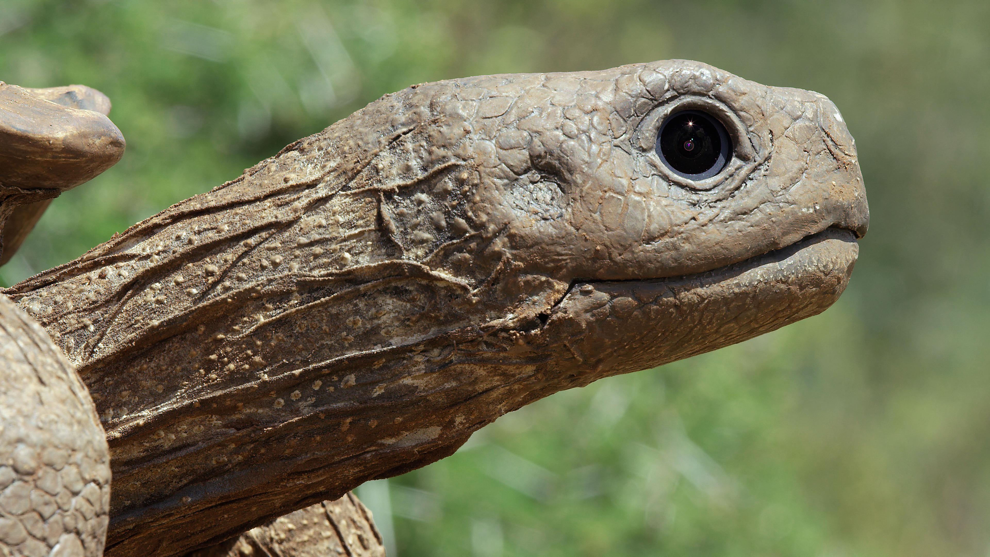 Schildkröten-Animatronik