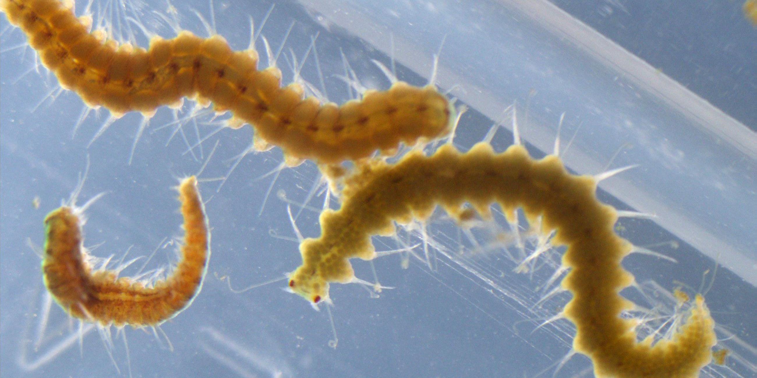 Wurm Megasyllis Neponnica