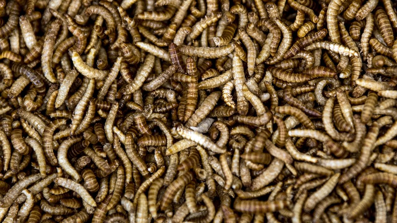EU-Zulassung: Mehlwurm-Pulver nun in Brot und Käse möglich