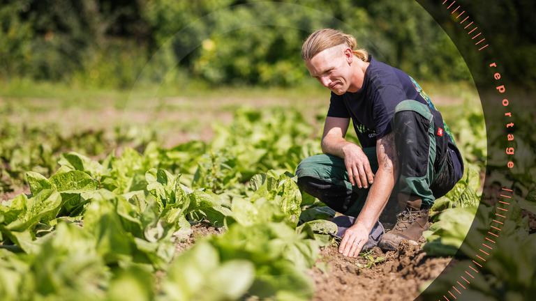 Biobauer Matthias Kuhn prüft auf seinem Feld die Entwicklung der Pflanzen.