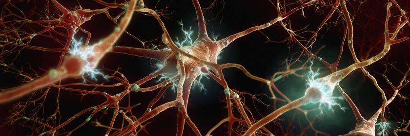 Menschliche Nervenzellen