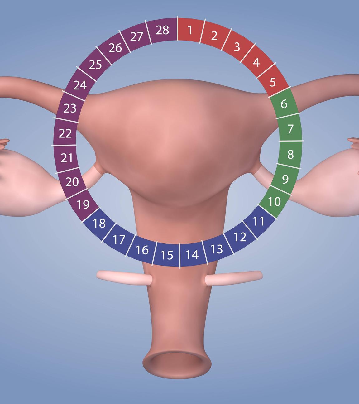 Animation Zyklus Menstruation