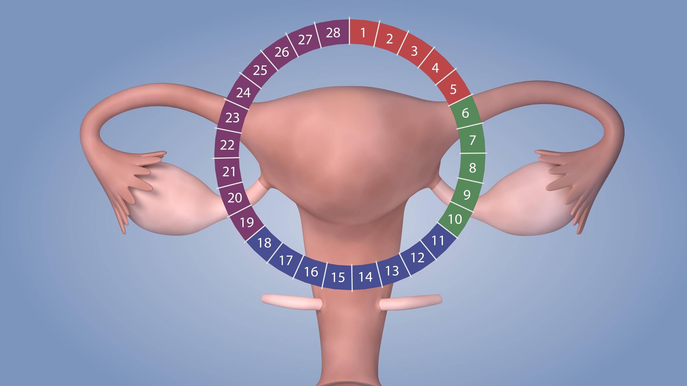 Animation Zyklus Menstruation