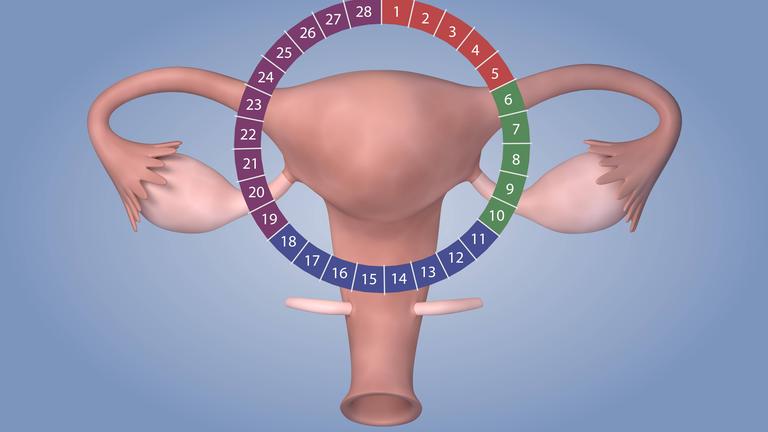 Animation Zyklus Menstruation
