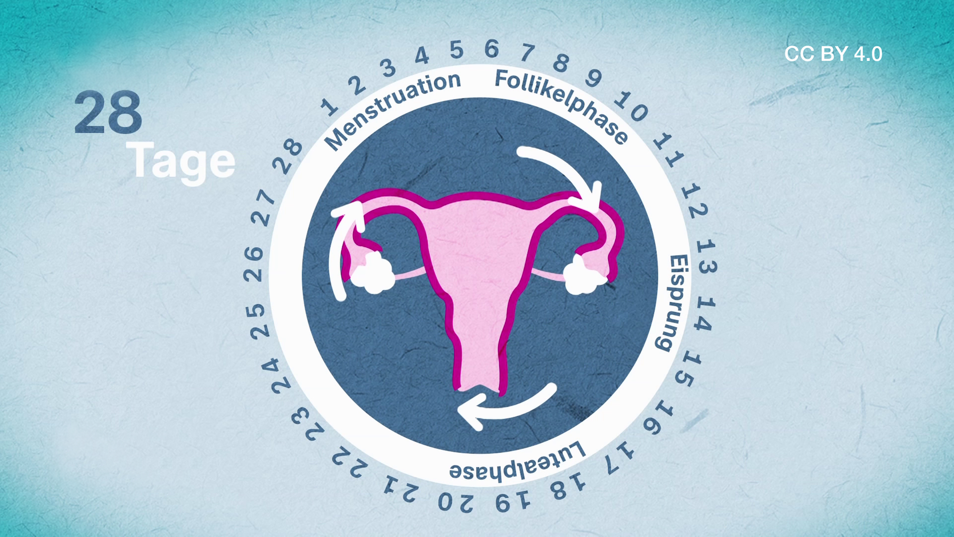 Menstruationszyklus CC