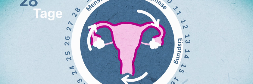 Menstruationszyklus CC