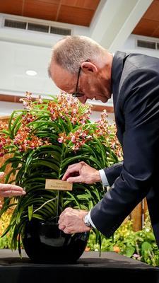 : Bundeskanzler Friedrich Merz (CDU) steckt ein Namensschild mit der Aufschrift Vanda - Friedrich Merz in den Topf mit einer Orchidee bei seinem Besuch beim Premierminister der Republik Singapur (nicht im Bild).