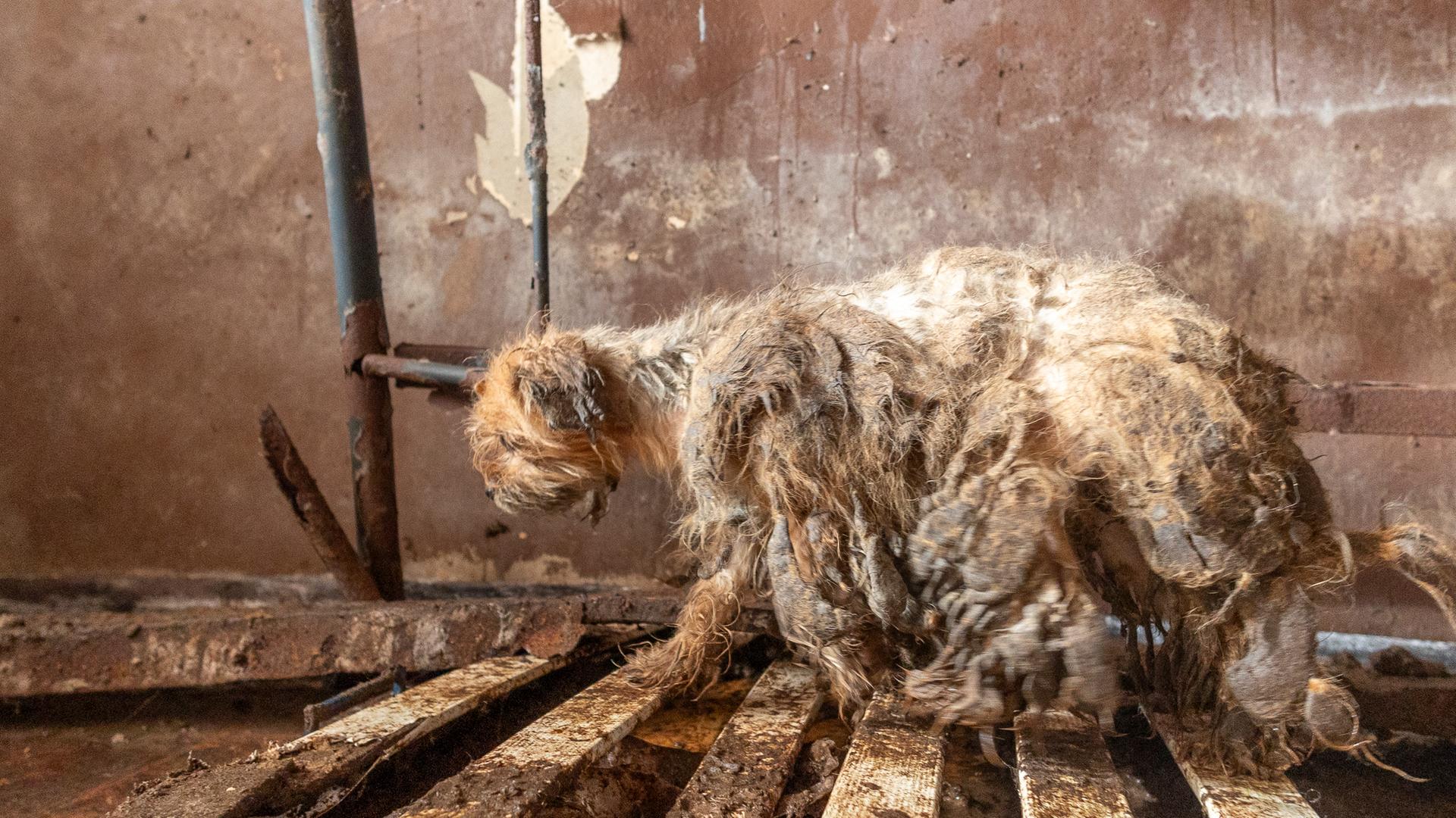 Nach Auszug: 48 Hunde zurückgelassen