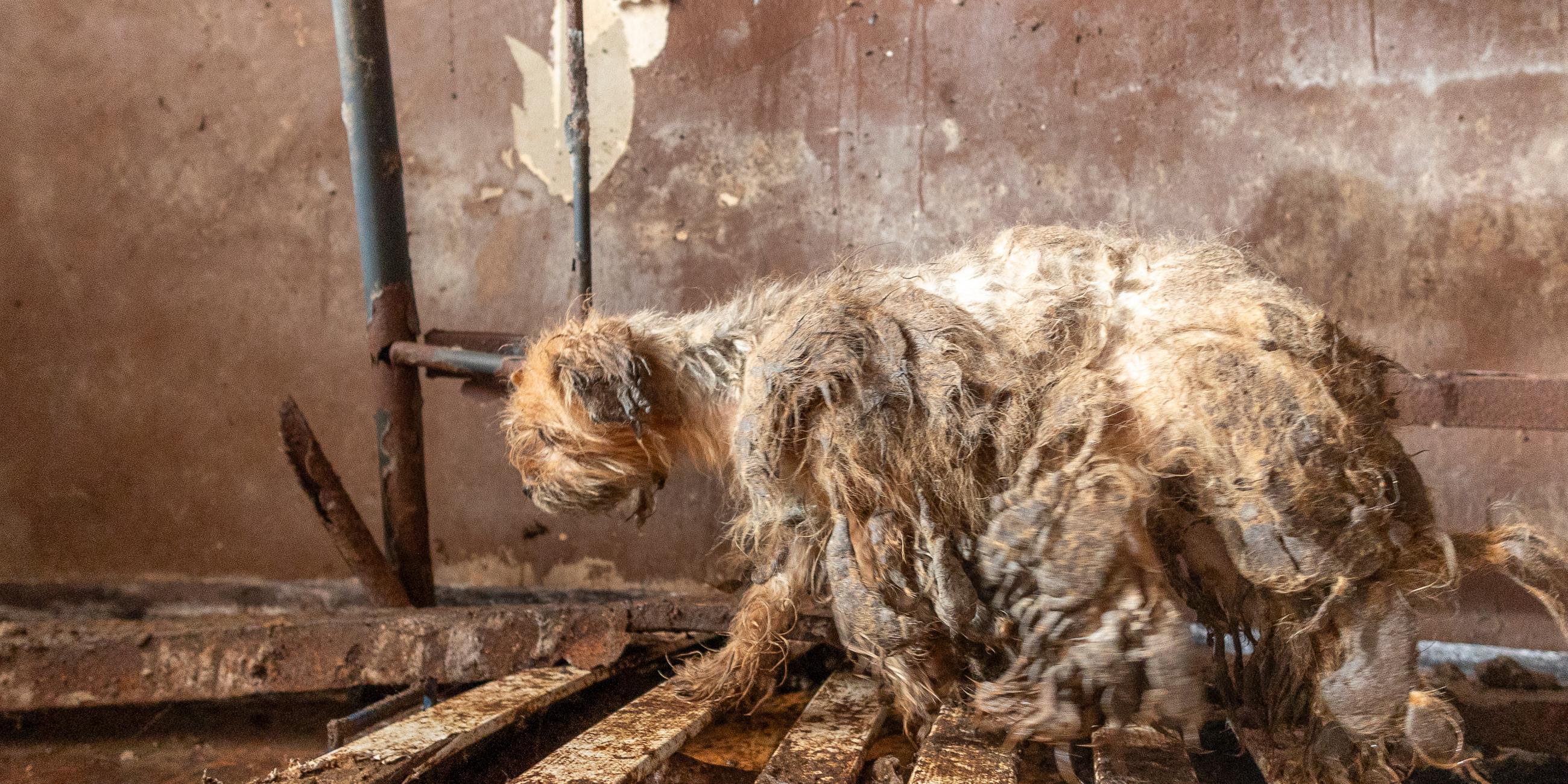 Nach Auszug: 48 Hunde zurückgelassen