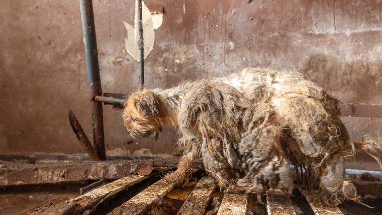 Nach Auszug: 48 Hunde zurückgelassen