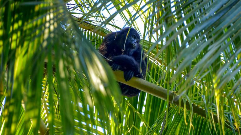 Archiv: Mexikanischer schwarzer Brüllaffe, am 10.07.2019