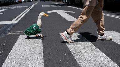 Ente Merlin und Besitzer Christian Gomez am 15.06.26