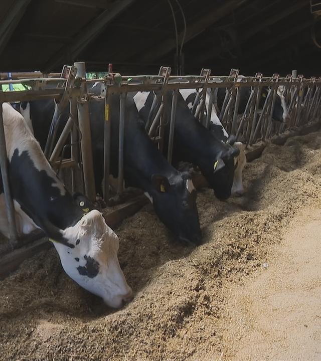 Milchkühe im Stall