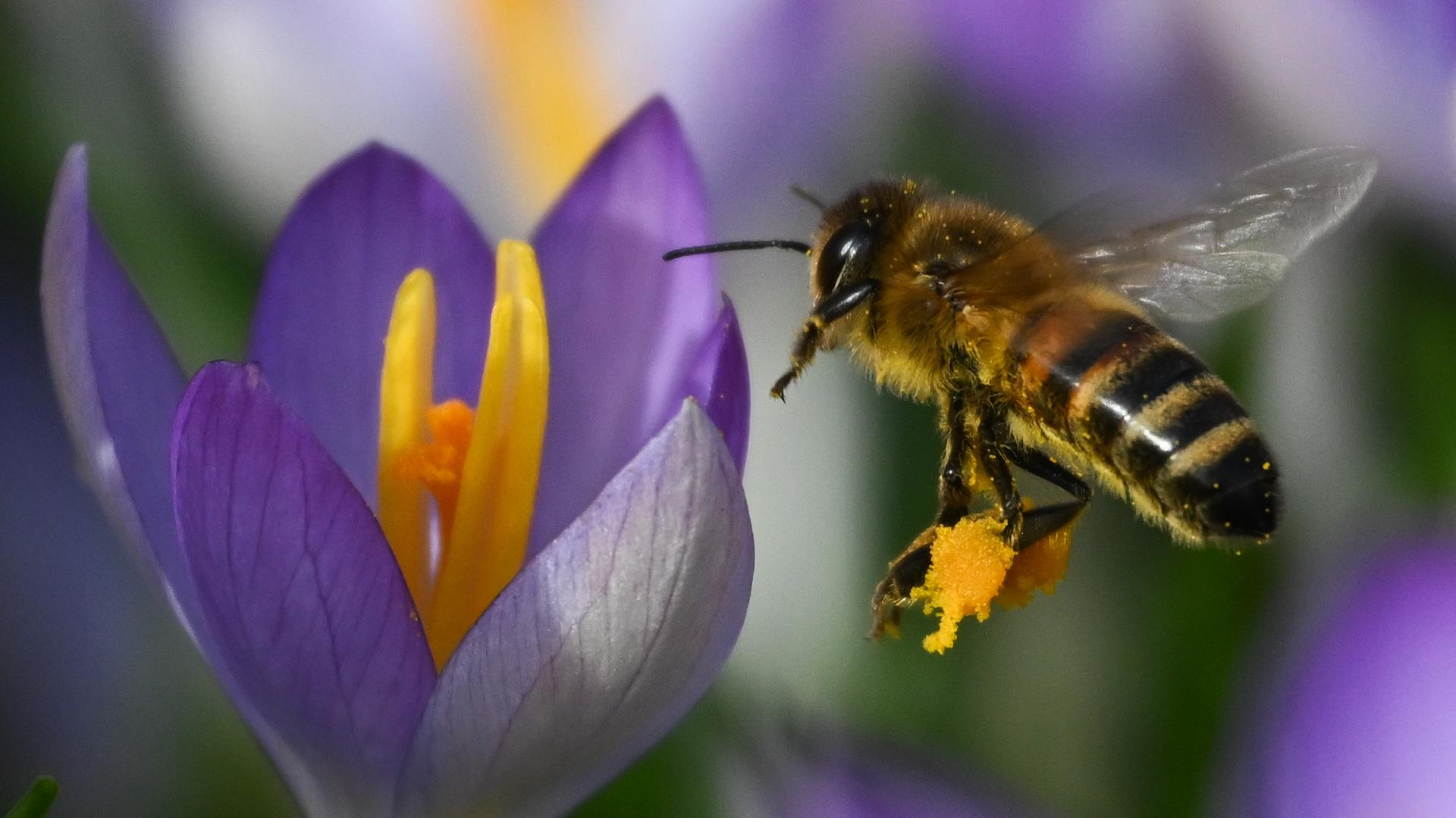 Eine Honigbiene fliegt beim Sammeln von Nektar auf einen Krokus zu, der bei milden Temperaturen auf dem Gelände des MainÄppelHaus auf dem Frankfurter Lohrberg blüht.