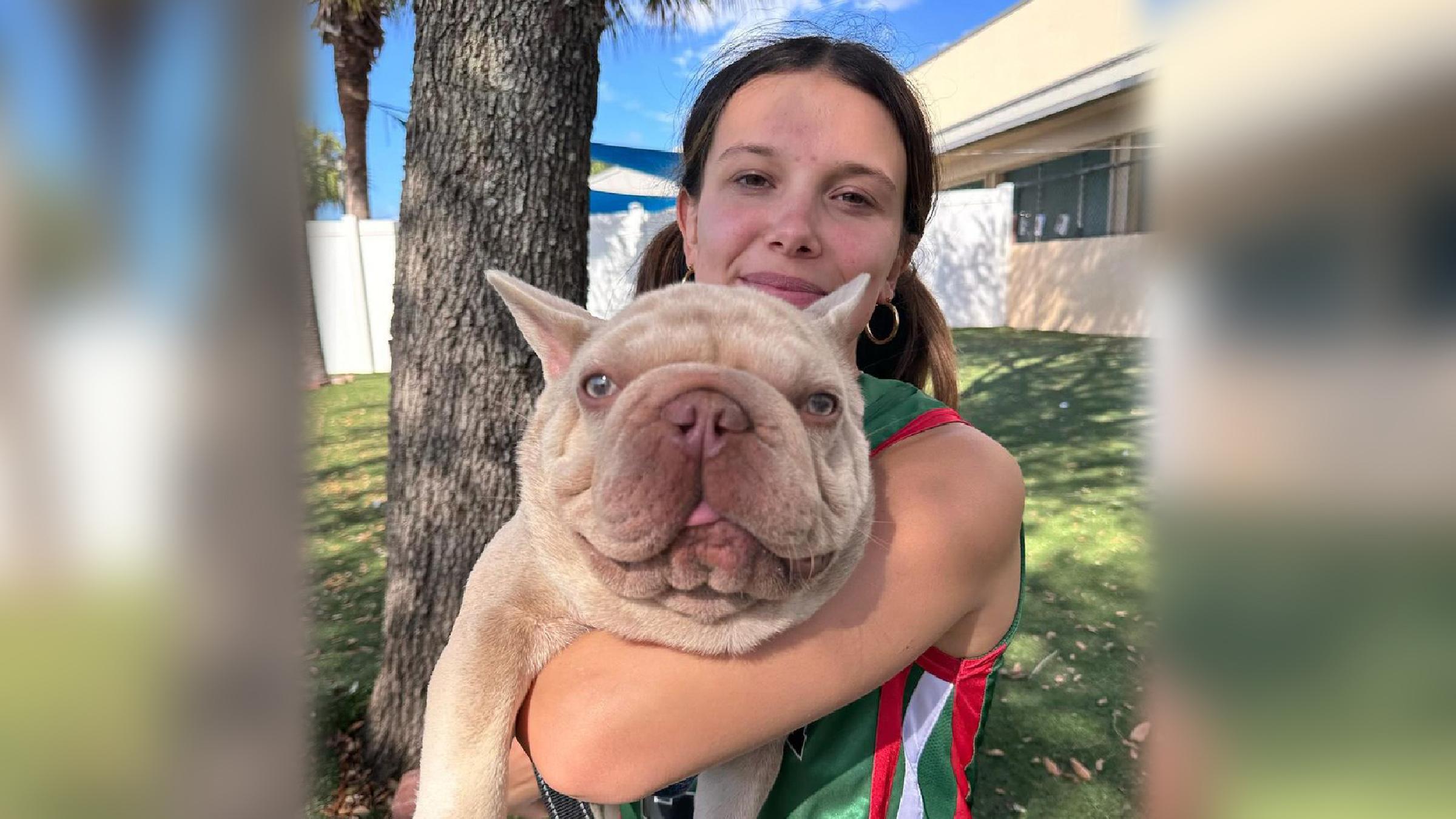 Die Schauspielerin Millie Bobby Brown mit ihrem Hundewelpen Jabba