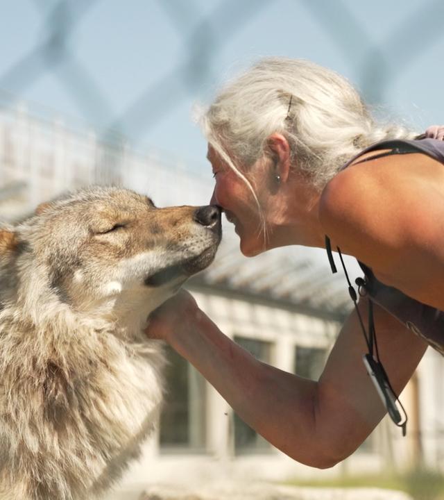 Tuva Thorsson steht Nase an Nase mit einem Wolf.