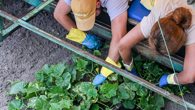 Zwei Erntehelfer, die sich zu den Pflanzen am Boden bücken.