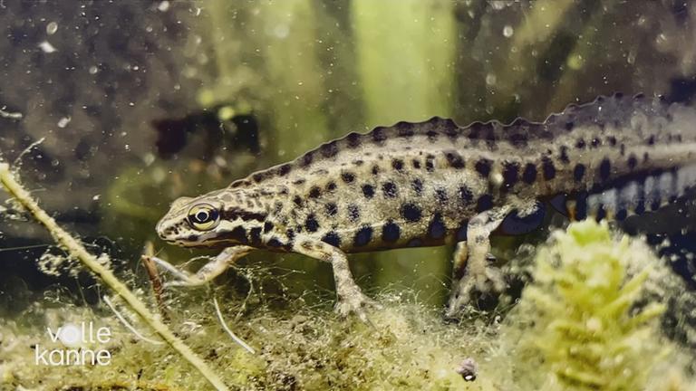 Miniteich für Balkon und Terrasse