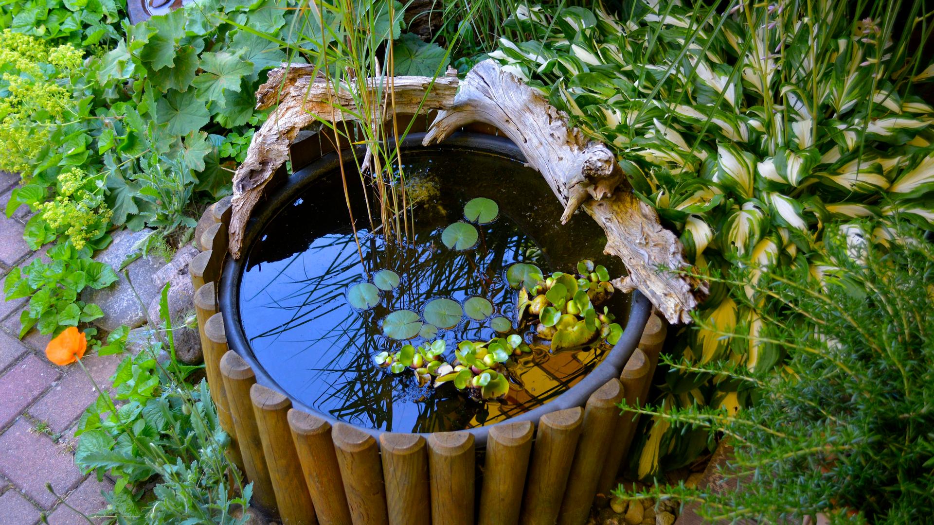 Ein kleiner, runder Miniteich mit Wasserpflanzen steht auf einer Terasse in einem Garten und ist von Gartenpflanzen umgeben.