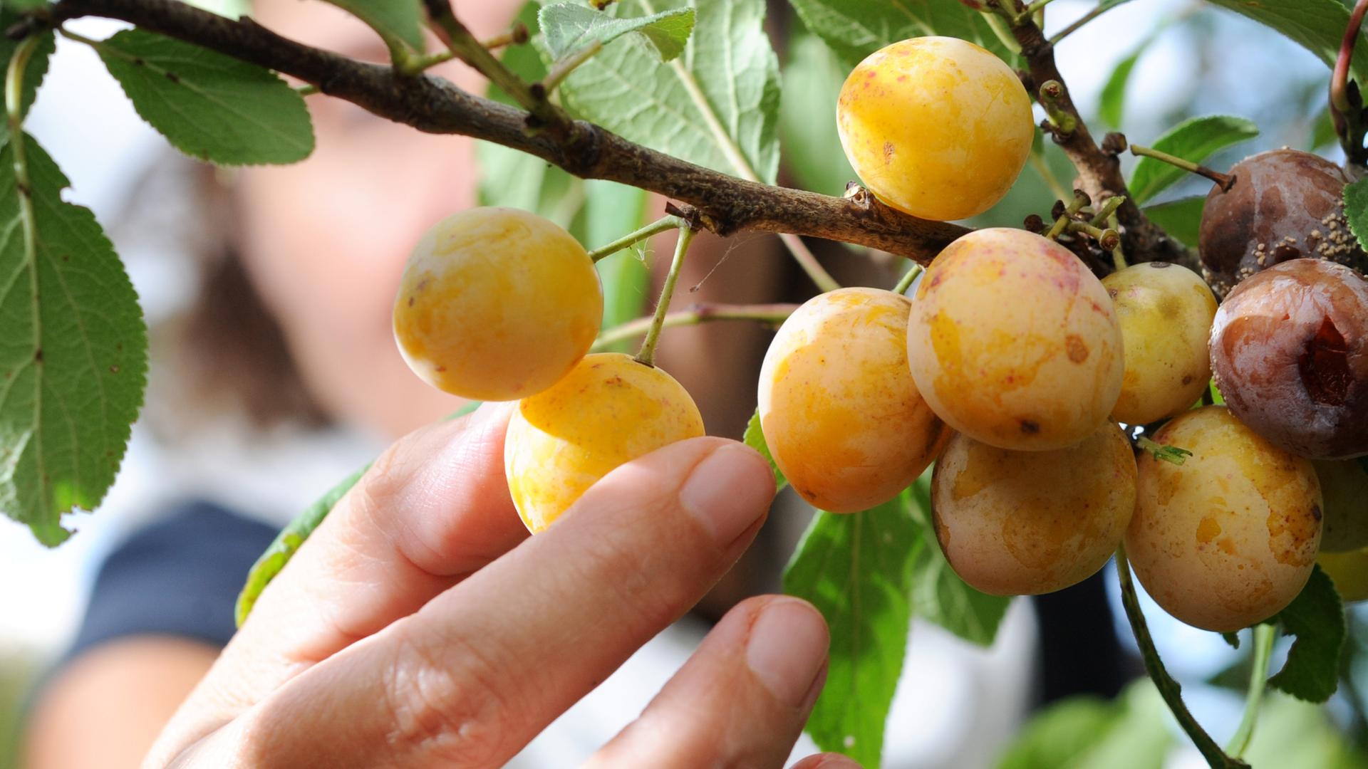 Hand greift nach reifen Mirabellen