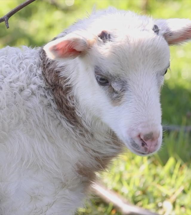 Mischung aus Ziege und Schaf